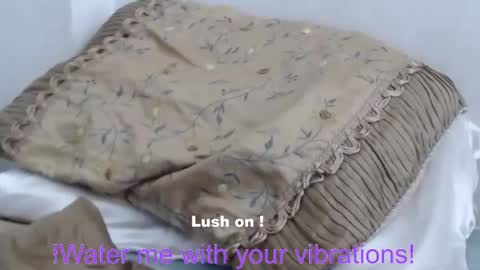 0918vj online show from February 5, 2025, 9:29 pm