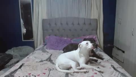 _azalea_65 online show from November 26, 2025, 2:01 am