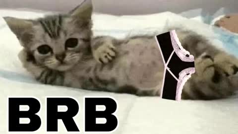 miko3 online show from February 1, 2026, 10:30 pm