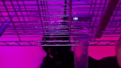 Natasha Diavolo online show from December 25, 2024, 11:22 am