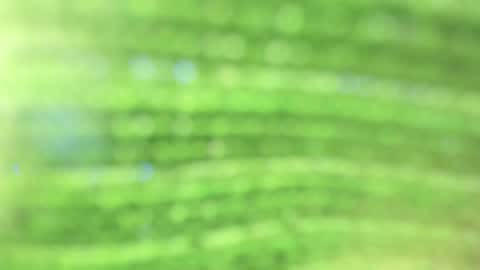 Alicia online show from October 23, 2025, 9:35 pm