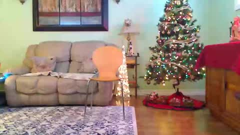 Snapshot of aliciadehart181 chatting on December 14, 2025, 7:51 pm Alicia deHart Help me reach 1000 Followers. Its FREE online show from December 14, 2025, 7:51 pm