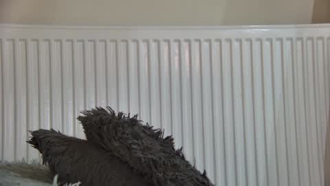 of  just4ana online show from January 5, 2026, 5:27 pm