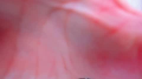 Anthea online show from February 2, 2026, 3:55 pm