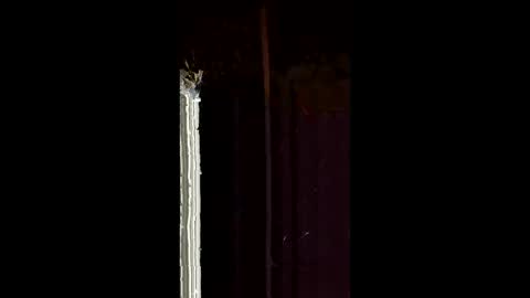 antony1495 online show from February 4, 2026, 4:18 am