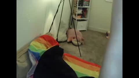 Mx. Shammielia Adams online show from June 20, 2026, 6:49 am