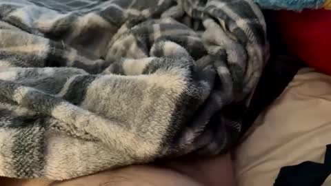 bi_guy_1993 online show from February 24, 2025, 3:20 pm