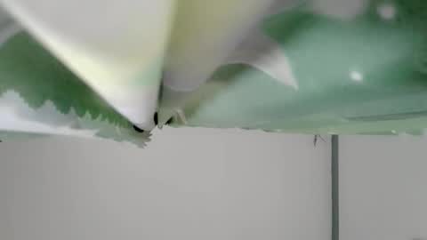 Snapshot of bongga_kaday chatting on September 9, 2025, 2:33 am bongga_kaday online show from September 9, 2025, 2:33 am