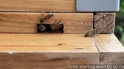 Booker Baxton online show from September 26, 2025, 3:10 am