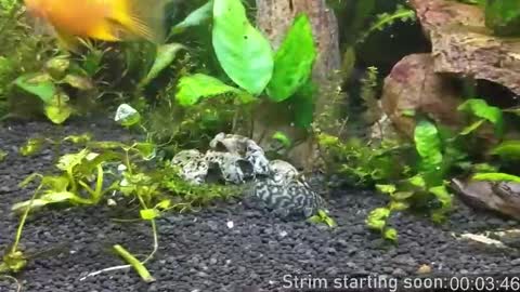 Booker Baxton online show from October 16, 2025, 3:07 am