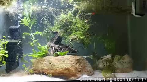 Booker Baxton online show from November 1, 2025, 2:57 am