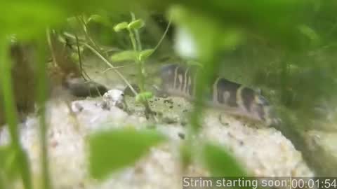 Booker Baxton online show from February 20, 2026, 4:09 am