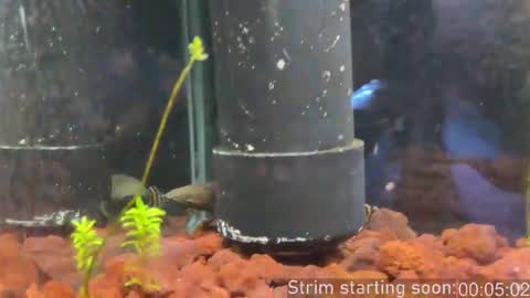 Booker Baxton online show from February 28, 2026, 4:02 am