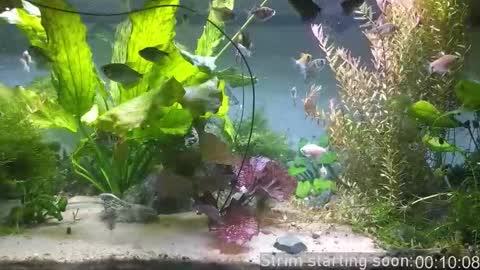 Booker Baxton online show from March 17, 2026, 3:00 am