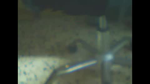 Snapshot of castells chatting on February 10, 2026, 4:44 pm castells online show from February 10, 2026, 4:44 pm