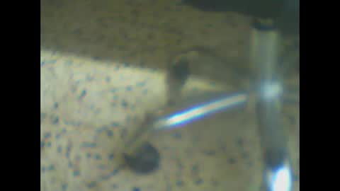 Snapshot of castells chatting on March 24, 2026, 5:18 pm castells online show from March 24, 2026, 5:18 pm