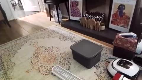 Bakewell Trixie  online show from February 9, 2026, 8:46 pm