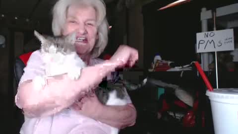 cat online show from February 5, 2025, 6:26 pm