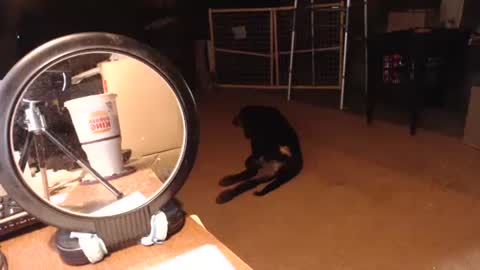 cat online show from September 11, 2025, 6:30 pm