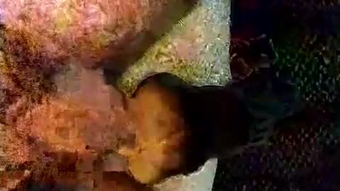 Snapshot of catdaddy179057 chatting on March 6, 2026, 11:17 am catdaddy179057 online show from March 6, 2026, 11:17 am