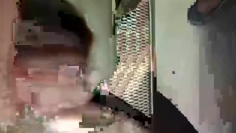 chinacock_16cm online show from August 8, 2026, 5:59 pm