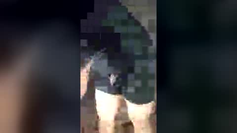 chrisalejandr0896 online show from July 3, 2026, 2:18 am