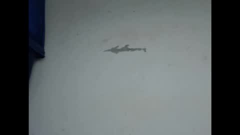 cornxcunt online show from February 11, 2026, 4:56 pm