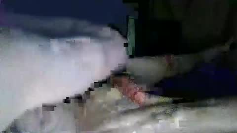 lazarus online show from January 31, 2025, 5:32 pm