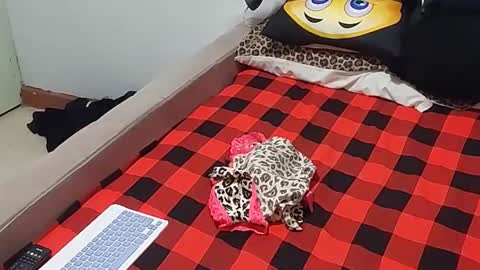 creamyhub online show from December 1, 2025, 7:02 am