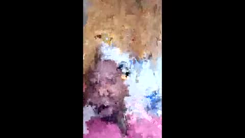 dawgshort858 online show from May 7, 2026, 2:22 pm