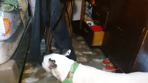 Snapshot of dream_real chatting on February 8, 2026, 12:08 pm dreamreal online show from February 8, 2026, 12:08 pm