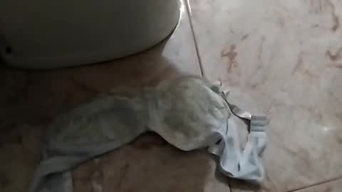 Snapshot of dthedog12 chatting on September 24, 2025, 12:52 pm dthedog12 online show from September 24, 2025, 12:52 pm