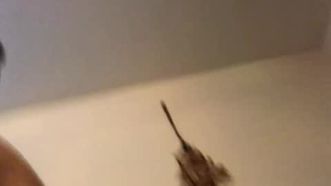 ducebabydee online show from February 18, 2026, 11:11 pm