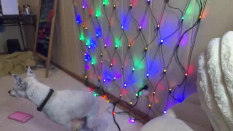 elle online show from February 5, 2026, 10:36 pm