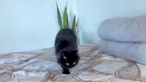 -  A N D E R online show from January 7, 2026, 8:00 pm