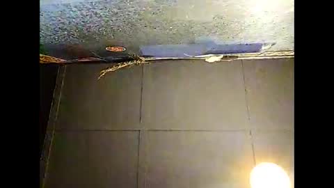 Warwick online show from November 30, 2025, 10:30 am