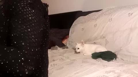 Pizzaz online show from September 24, 2025, 4:32 pm