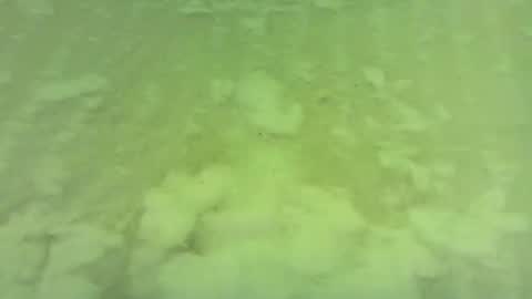georgempt online show from June 15, 2026, 5:42 am