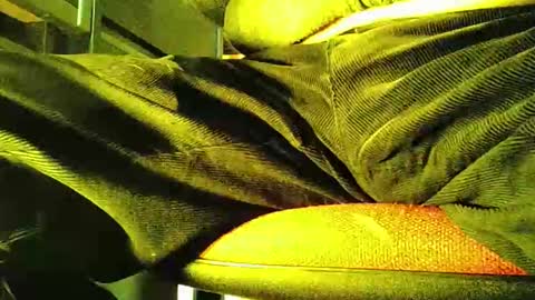 grapefruit online show from November 5, 2025, 12:05 pm