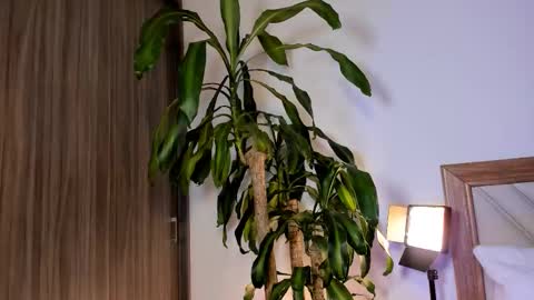 Hailey online show from February 10, 2026, 2:37 am