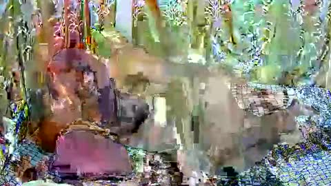 happysonia online show from March 18, 2026, 8:06 am