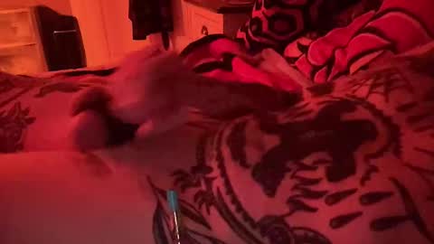 hogboneman online show from February 9, 2026, 4:16 am