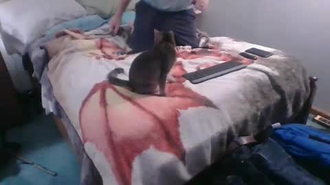 Snapshot of homer4038 chatting on October 4, 2025, 12:41 am Sebastians Mess online show from October 4, 2025, 12:41 am