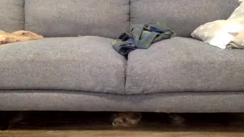 Snapshot of hornnnybwc chatting on March 14, 2026, 4:23 pm hornnnybwc online show from March 14, 2026, 4:23 pm