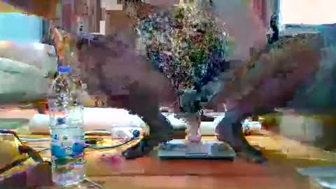 hothot1505 online show from December 17, 2025, 6:03 pm