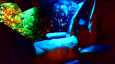 Snapshot of howbowdadareboy33 chatting on January 12, 2025, 11:28 am ask me online show from January 12, 2025, 11:28 am