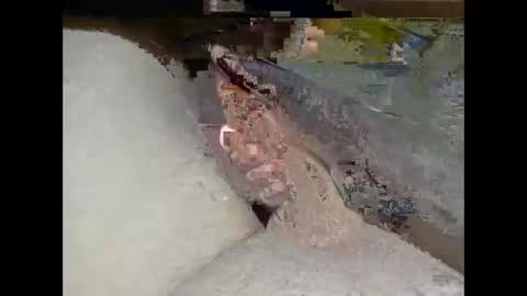 Snapshot of hung_mac0 chatting on February 25, 2026, 2:27 pm hung_mac0 online show from February 25, 2026, 2:27 pm