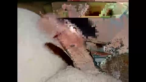 Snapshot of hung_mac0 chatting on March 19, 2026, 7:18 pm hung_mac0 online show from March 19, 2026, 7:18 pm