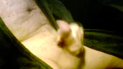 Iluvj2jizz4u online show from January 7, 2025, 11:26 am