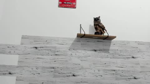 Snapshot of jaycreedd chatting on February 22, 2025, 11:24 pm Jaycreedd online show from February 22, 2025, 11:24 pm